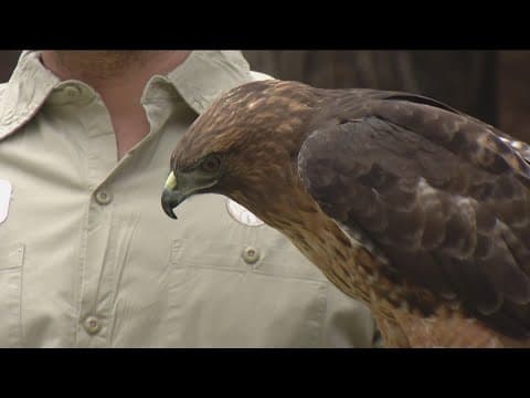 Zoo Day | Facts of about raptors