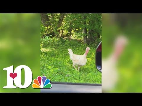 Gobble Gobble | White feathered turkey spotted in Anderson Co.