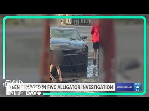 Juvenile charged in baby alligator abuse case in Hillsborough County