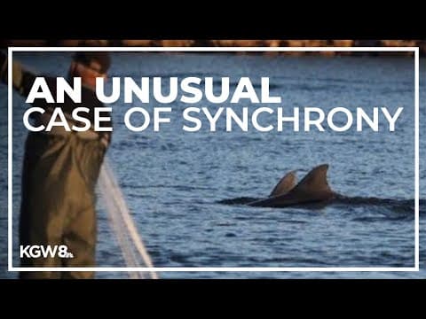 Oregon State researchers find unique connection between Brazilian fishers and wild dolphins