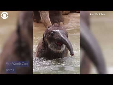 Baby elephant enjoys his first swim at Fort Worth Zoo