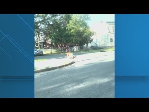 DC officials and dog attacked by Pitbull