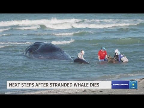 Crews work to remove beached sperm whale from water in Venice