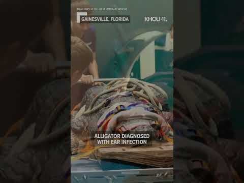 Gator in Florida diagnosed with ear infection #shorts