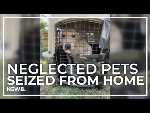 15 dogs, cats rescued from Portland home