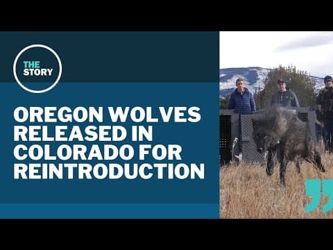 Wolves from Oregon released in Colorado to kickstart reintroduction