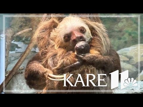 Surprise! Sloth gives birth at Como Zoo in front of unsuspecting visitors
