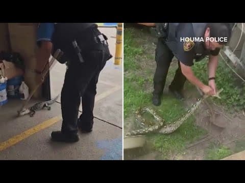 Houma officer wrangles another reptile