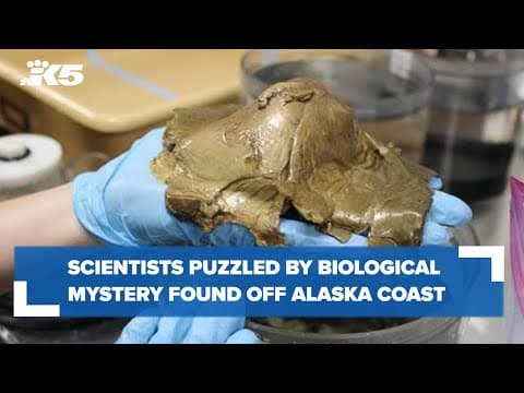 "I don't know what to make of that": NOAA scientists puzzled by "golden orb" found in Alaskan waters