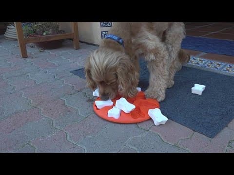 What pets can and can't eat on Thanksgiving