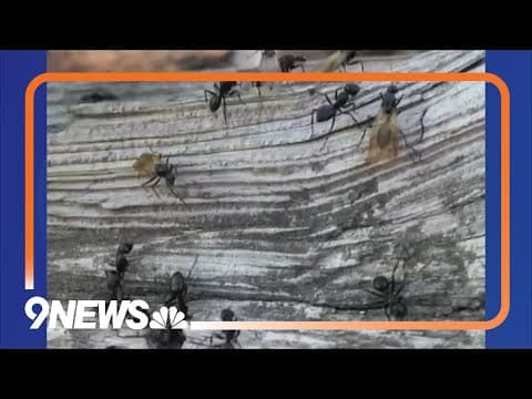 CU study shows ants are on the move due to climate change