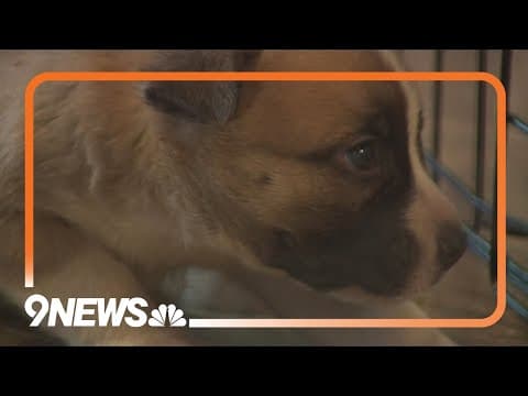 MAMCO animal shelter has license suspended after inspection violations