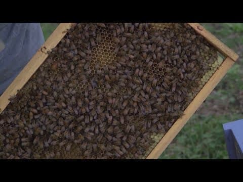 North Carolina man say more than 1 million bees stolen from his yard