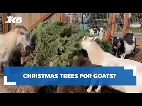 Christmas trees for goats?