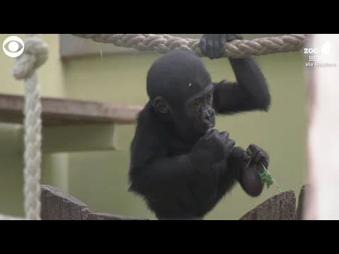 Tilla the gorilla turns 1