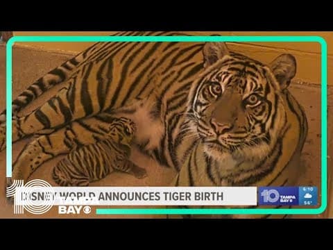 Disney's Animal Kingdom welcomes new baby tiger