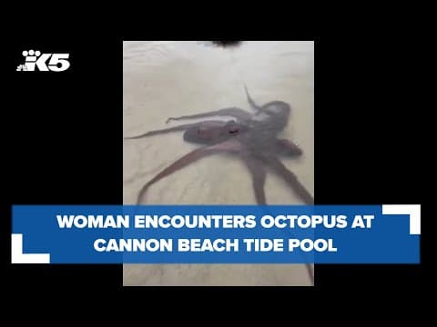 Woman encounters giant Pacific octopus at Cannon Beach