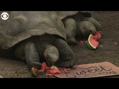 Tortoises munch on watermelon at their new home
