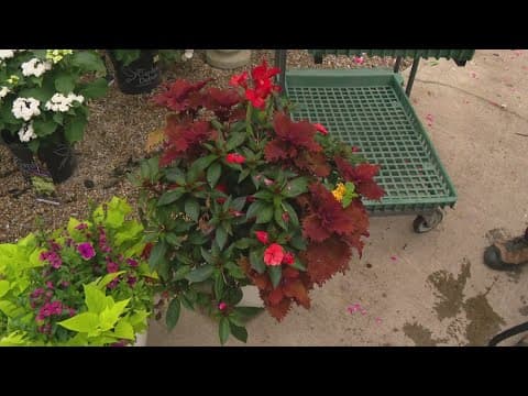 Pat Sullivan's tips on how to take care of your plants