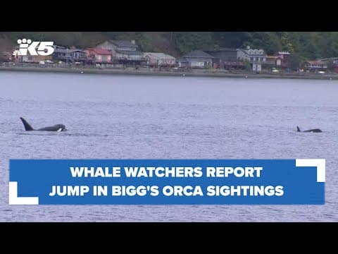 Whale watchers report increase in Bigg's orca sightings