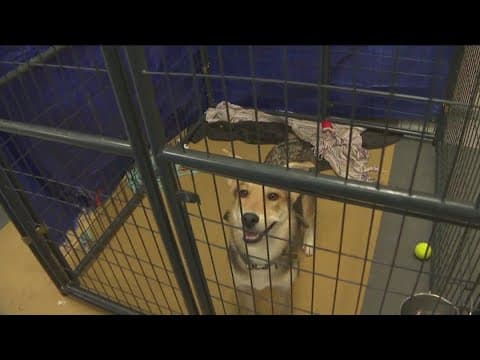 San Diego Humane Society dealing with 'unprecedented' number of dogs in shelters