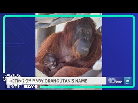 Vote for the name of a baby orangutan