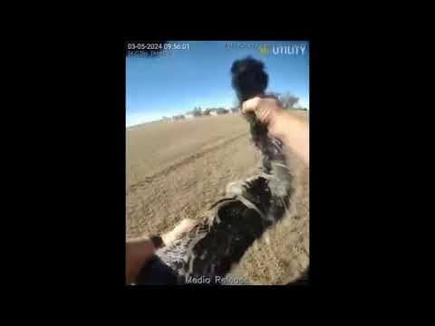 Colorado deputy capturing escaped emu caught on body camera video