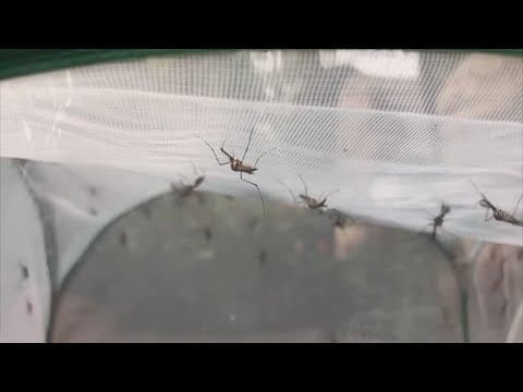 Montgomery County reports first human case of West Nile virus in 2024