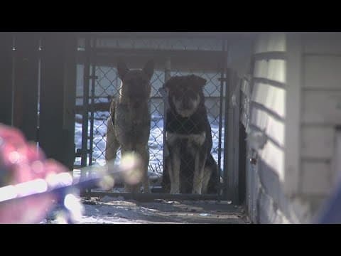 Plan to reduce stray dogs in Marion County