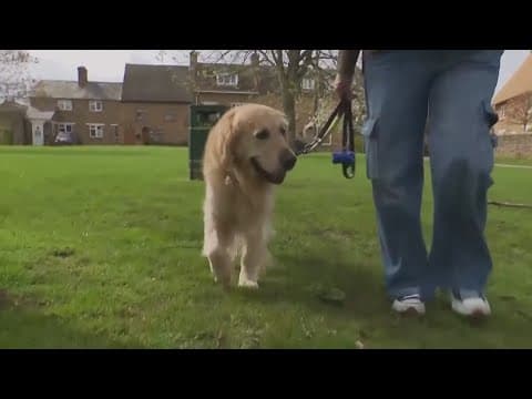 Guide dog retires after fathering more than 300 pups