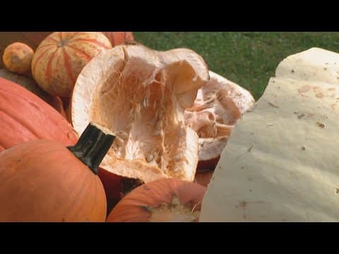 Dozens of pumpkins smashed at longtime Pickerington stand