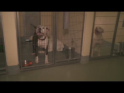Plaquemines Parish animal shelter battling the heat