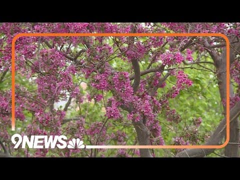 How will the snowstorm affect tree blossoms and fruit?