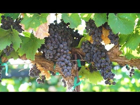 How Texas heat is impacting wineries across the state