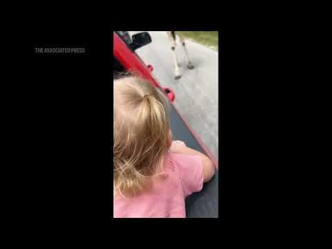 Giraffe at wildlife park picks up toddler from inside truck