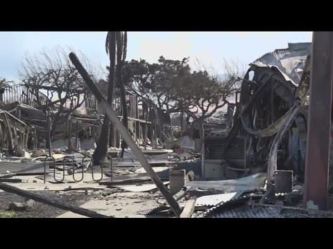 San Diego Humane Society deploys team to Maui to help with displaced animals