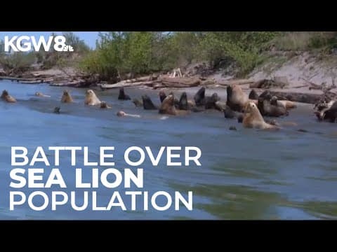 Growing sea lion population frustrates Columbia River anglers