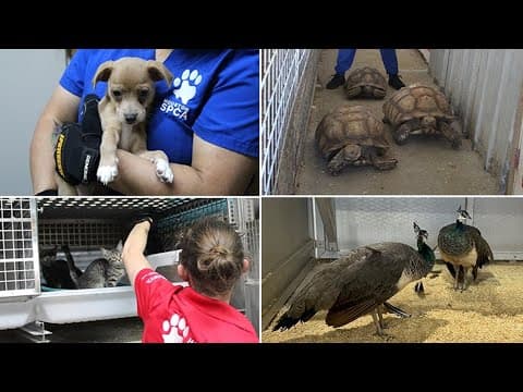 Hundreds of animals rescued from Houston-area pet store, SPCA says