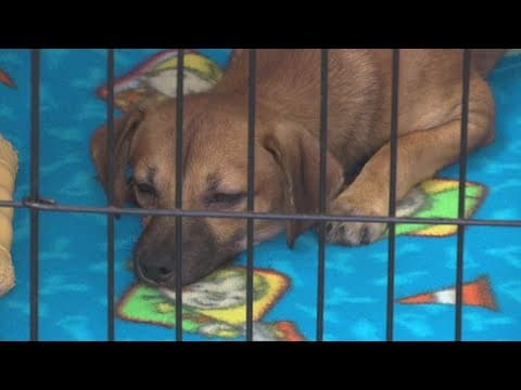 Housing crisis contributing to rise in shelter dogs across Ohio