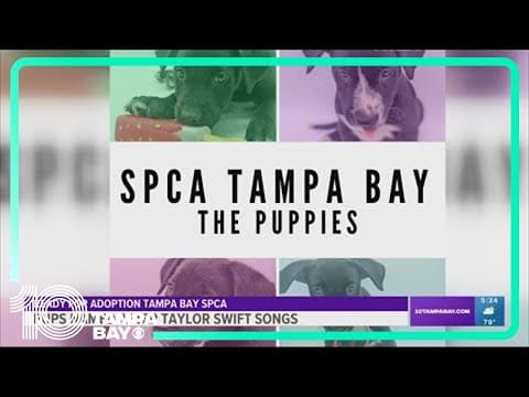 SPCA Tampa Bay showcases 4 adoptable puppies with Taylor Swift-themed names