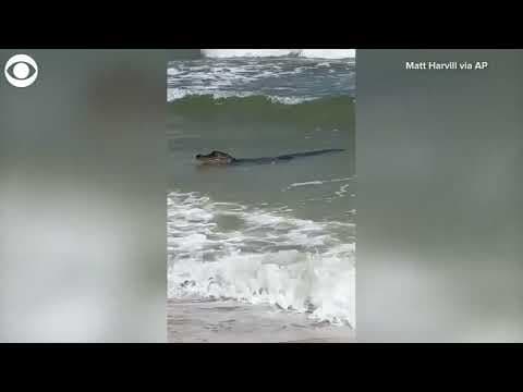 Alligator rides waves at beach in Alabama