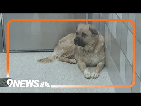 With frigid temperatures on the way, make sure to prepare your pets for the cold