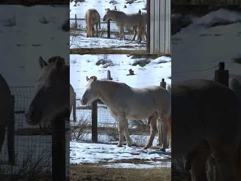 Battle over wild mustang horse roundups continues in the West