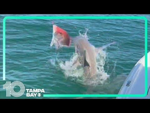 Sharks steal fish and attack boat in viral video