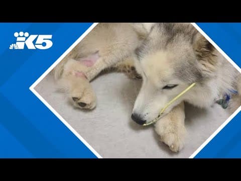 Wild mountain goat attacks dog near Cle Elem