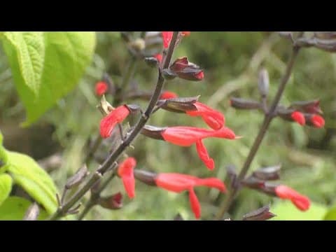 Using San Diego native plants for drug discoveries