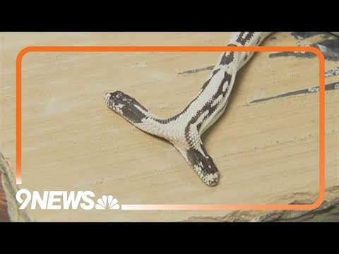 Rare two-headed snake in California pet store