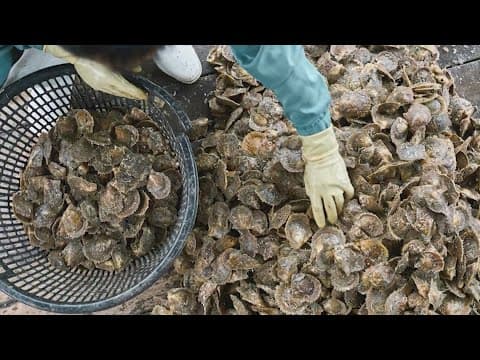 TPWD shutting down two shellfish harvesting areas in Galveston Bay due to size of oysters
