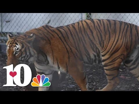 Zoo Knoxville introduces make tiger, Tahan!