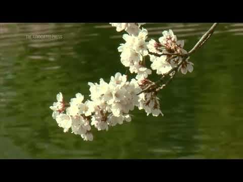 Learn the story behind DC's famous cherry blossoms